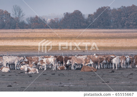 cattle in Hortobagy National Park, Hungary 65555667