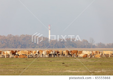 cattle in Hortobagy National Park, Hungary 65555668