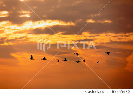 flying bird flock Common Crane, Hortobagy Hungary 65555670