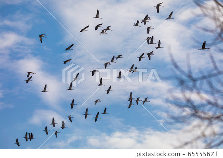 flying bird flock Common Crane, Hortobagy Hungary 65555671