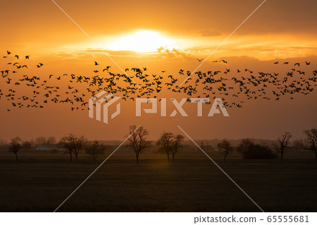flying flock Greylag goose, Hortobagy Hungary 65555681