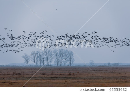 flying flock Greylag goose, Hortobagy Hungary 65555682
