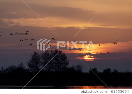 Sunrise landscape of Hortobagy landscape, Hungary 65555694