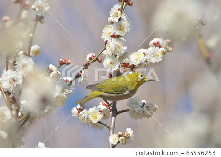 Meiro and white plum 65556253