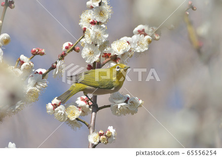 日本白眼與喙中的白色李子花粉 65556254
