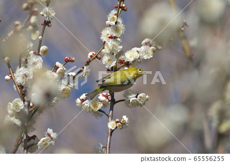 Meiro和白梅 65556255