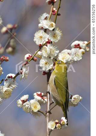 吮白色李子蜂蜜的白尾鹿 吮白色李子蜂蜜的白尾鹿 65556256