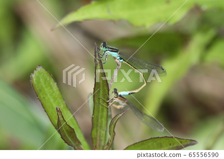 Aeon montitobo交配 65556590