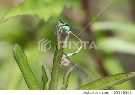 Aeon montitobo交配 65556591