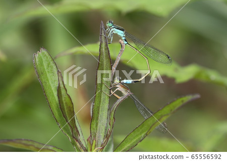 Aeon montitobo mating Aeon montitobo mating 65556592