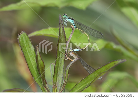 Aeon montitobo交配 65556593