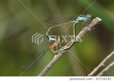 Aeon montitobo交配 65556595