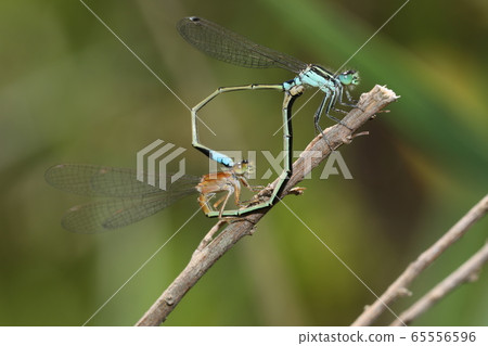 Aeon montitobo mating 65556596