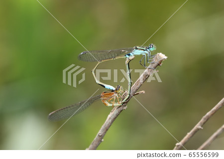 Aeon montitobo交配 65556599