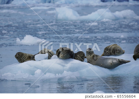 Zenigata密封件 65556604