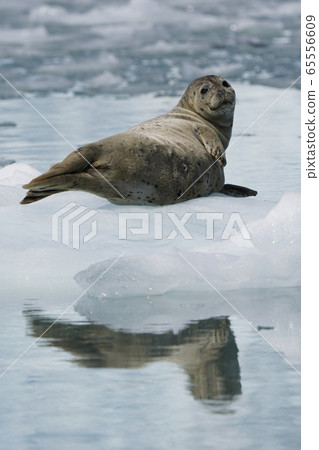 Zenigata密封件 65556609