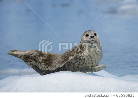 Zenigata密封件 65556625