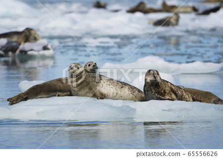 Zenigata Seals 65556626