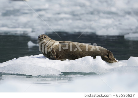 Zenigata密封件 65556627