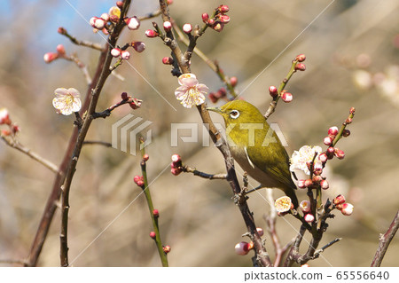 Mejiro來吸梅子。 65556640