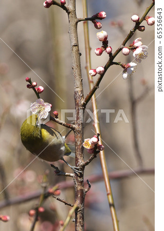 日本白眼被花粉覆蓋並吮吸梅花的花蜜 65556643