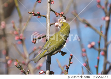 日本白眼被花粉覆蓋並吮吸梅花的花蜜 日本白眼被花粉覆蓋並吮吸梅花的花蜜 65556644