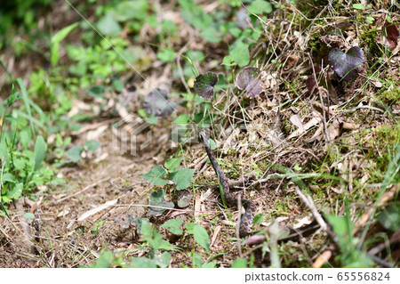 用舌頭蛇 65556824