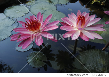 Nettai Water Lily 65556897