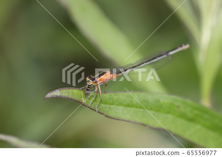 Ao montitonbo女 65556977