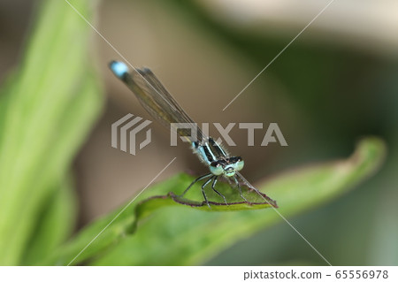 Ao montitonbo 65556978