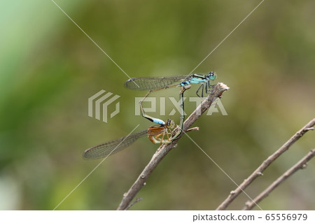 Aeon montitobo mating Aeon montitobo mating 65556979