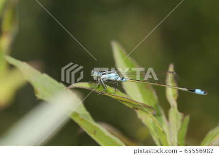 Ao montitonbo 65556982