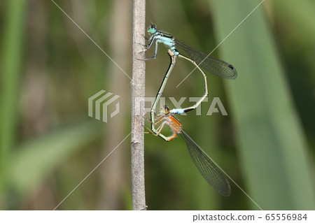 Aeon montitobo交配 65556984