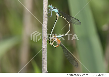 Aeon montitobo mating 65556985