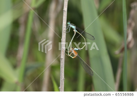 Aeon montitobo mating 65556986