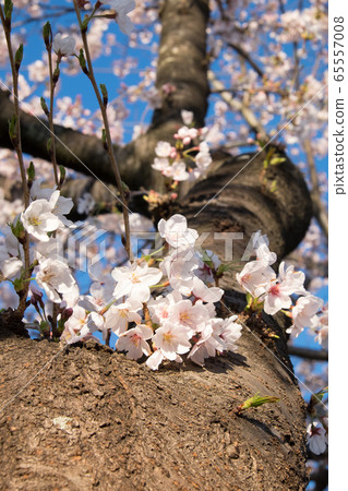 Sakura in Seki Park, Yoshikawa City, Saitama Prefecture 65557008