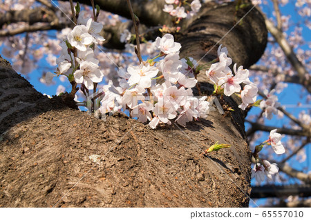 Sakura in Seki Park, Yoshikawa City, Saitama Prefecture 65557010