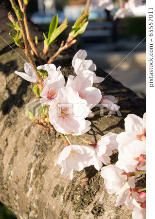 Sakura in Seki Park, Yoshikawa City, Saitama Prefecture 65557011
