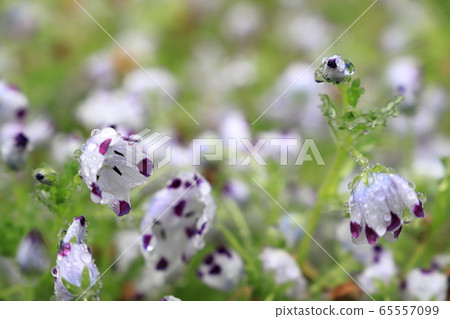Nemophila · McClata Nemophila · McClata 65557099