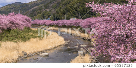 河津町的河津櫻 65557125