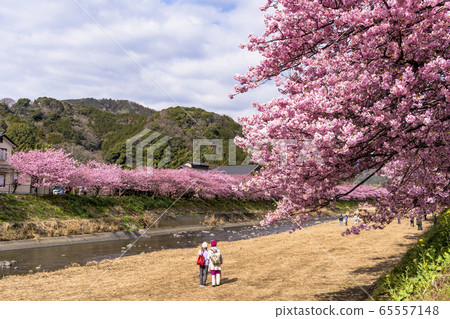 Kawazu Sakura in Kawazu Town Kawazu Sakura in Kawazu Town 65557148