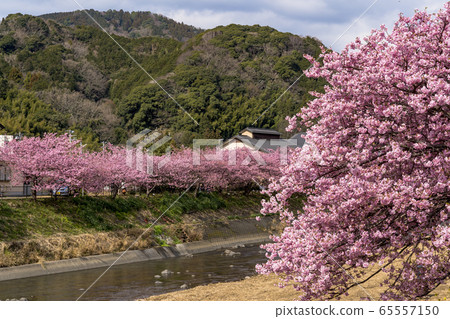 Kawazu Sakura in Kawazu Town Kawazu Sakura in Kawazu Town 65557150