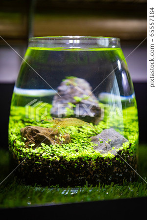 Bottle aquarium shrimp 65557184