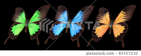 Set of colorful butterflies isolated on a black Set of colorful butterflies isolated on a black 65557210