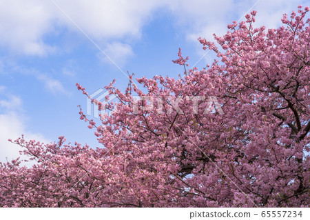 Kawazu Sakura in Kawazu Town 65557234