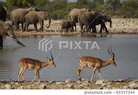 Impala Impala 65557344