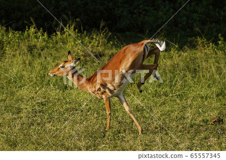 Impala Impala 65557345