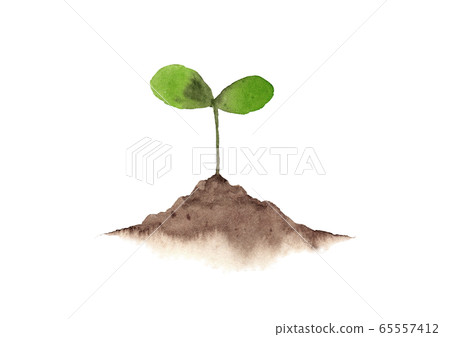 Futaba germination watercolor Futaba germination watercolor 65557412