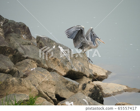 Heron flying 65557417