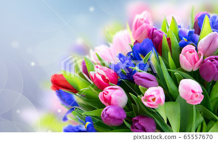 Pink and violet tulips flowers 65557670